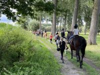 Onze paarden